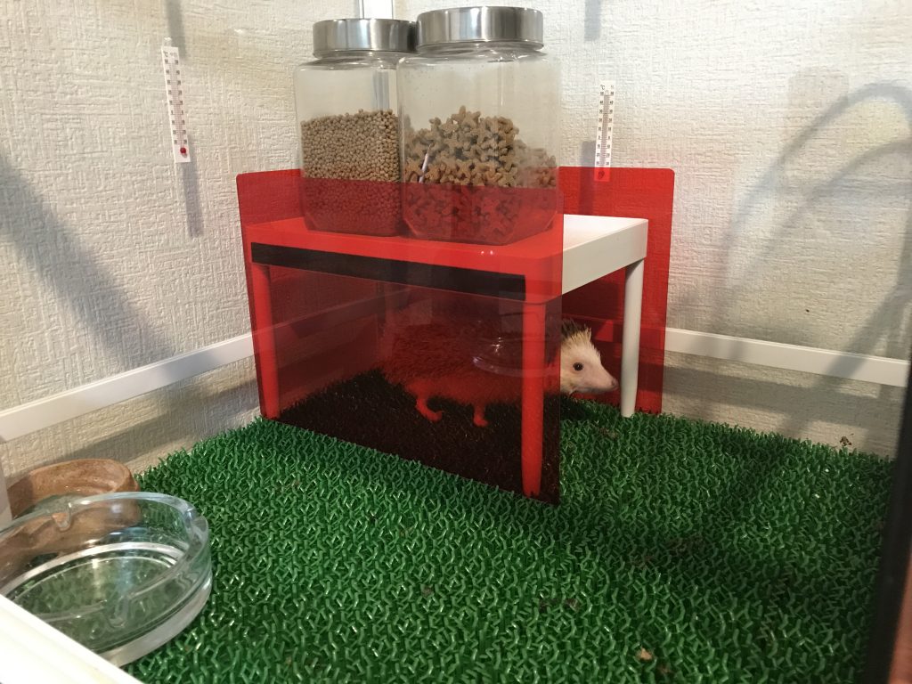 小物棚と赤い下敷きで 寝姿丸見えのハリネズミ用寝床を作ってみた 我が家のツンカワ ハリネズミ
